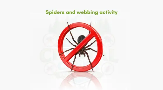 Spiders and webbing activity