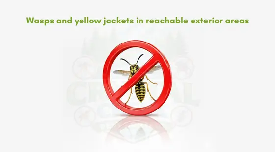 Wasps and yellow jackets in reachable exterior areas