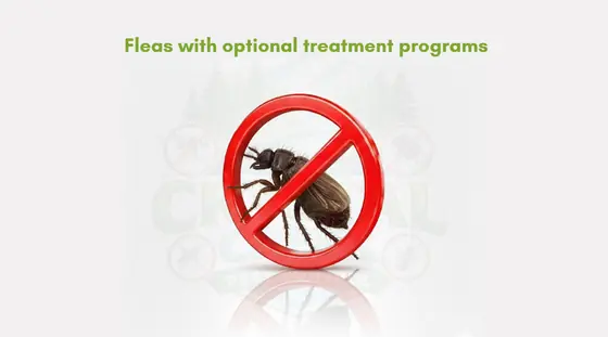 Fleas with optional treatment programs