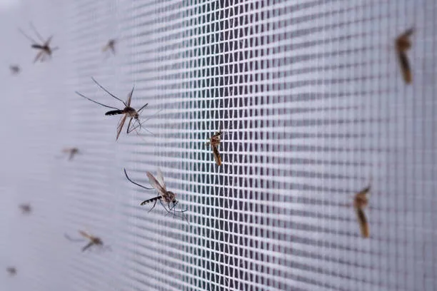 Mosquitoes clinging to a window insect screen