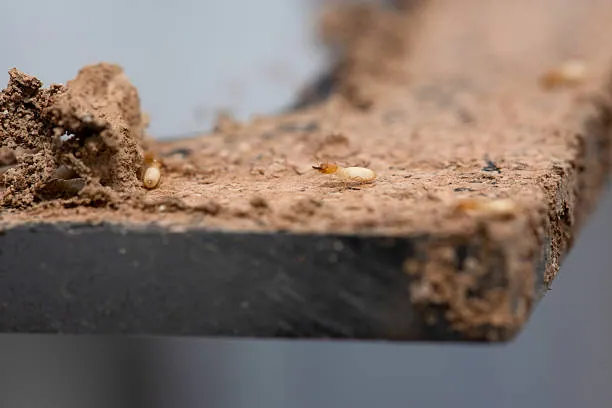 Termite damage — a piece of structural wood eaten hollow by termites