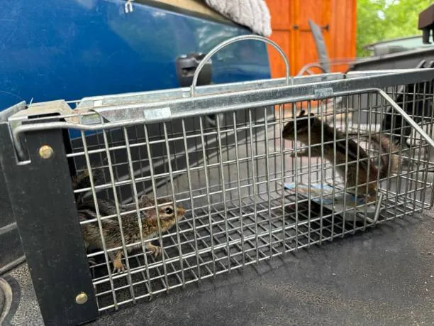Nuisance wildlife safely caught in a live cage trap